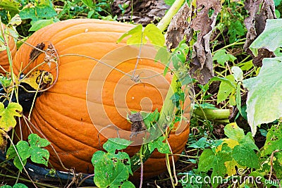 Pumpkin Growing Stock Photo